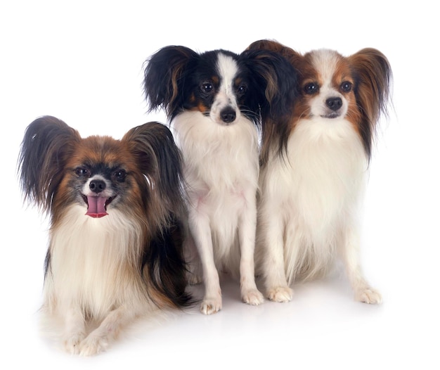 Porträt von Hunden, die vor weißem Hintergrund sitzen