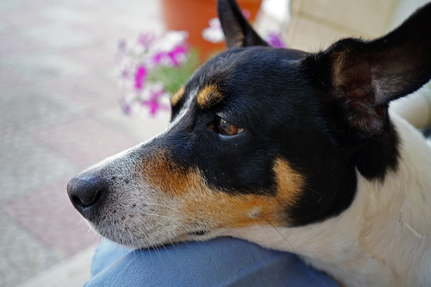 Porträt von Jack Russel Terrier Nahaufnahme