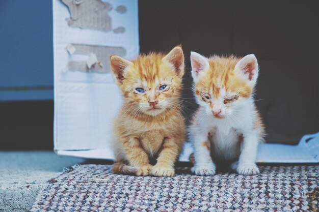 Porträt von Katzen auf einem Teppich