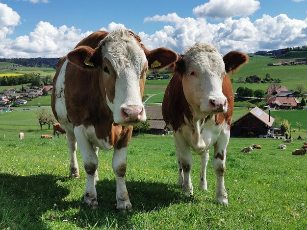 Foto porträt von kühen auf dem feld