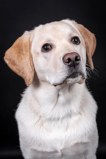 Porträt von Labrador Retriever Hundewelpen