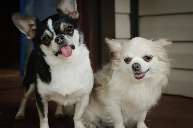 Porträt von lustigen Chihuahua-Hunden