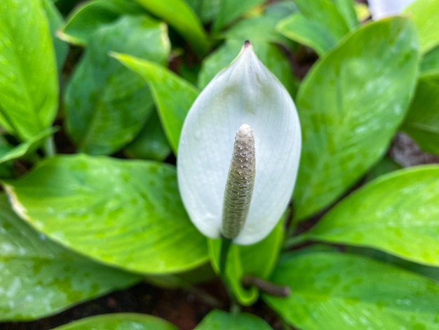 Porträt von Lysichiton camtschatcensis Blumen