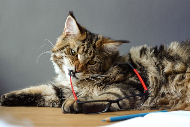 Porträt von Maine Coon-Katze