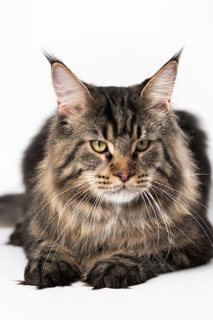 Porträt von Makrele Tabby Maine Coon Katze gehorsame Langhaarkatzenrasse amerikanische Coon Katze liegend