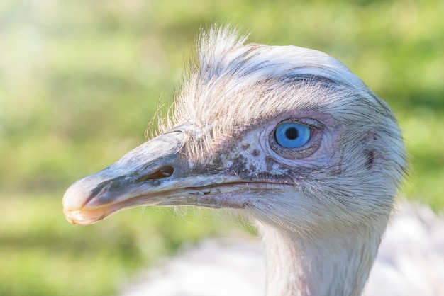 Porträt von Nandu (Nandus) Nahaufnahme Nandu