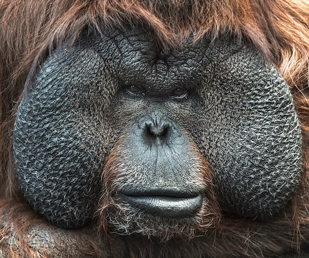 Porträt von Orang-Utan. Nahaufnahme Gesicht.