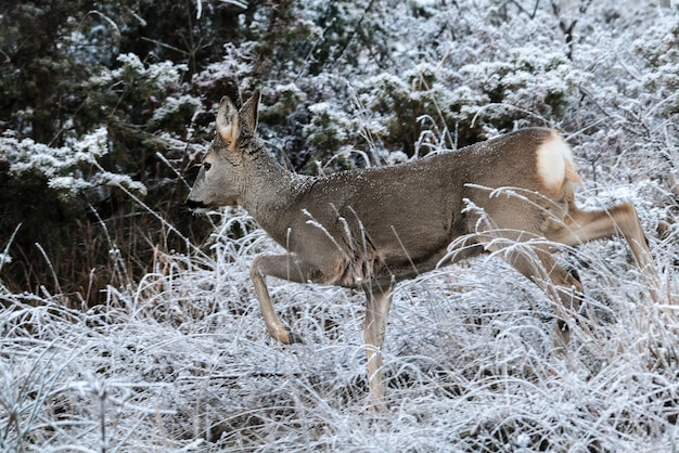 Foto porträt von reh auf wintergrund mit schnee und gefrorenen pflanzen konzept der saisonalität wildtiere im winter schwierigkeit auf der suche nach nahrhaften pflanzen zu essen