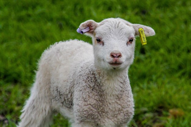 Foto porträt von schafen auf dem feld