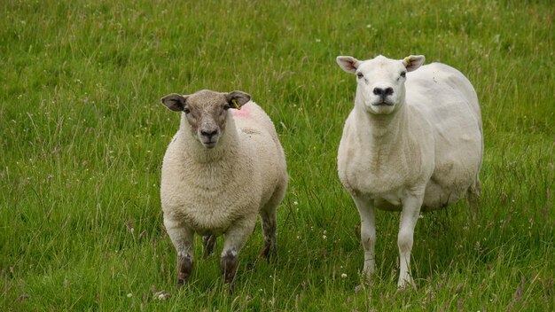 Foto porträt von schafen auf dem feld