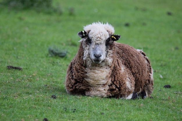 Foto porträt von schafen auf dem feld