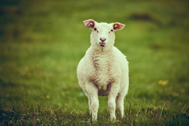 Porträt von Schafen auf Gras
