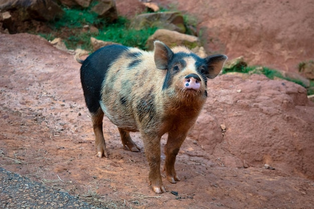 Foto porträt von schafen, die auf dem feld stehen