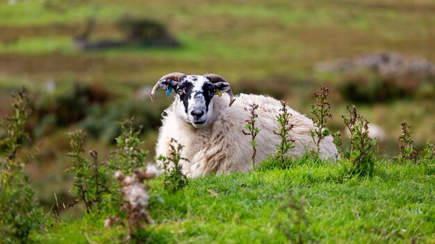 Foto porträt von schafen, die auf dem gras sitzen