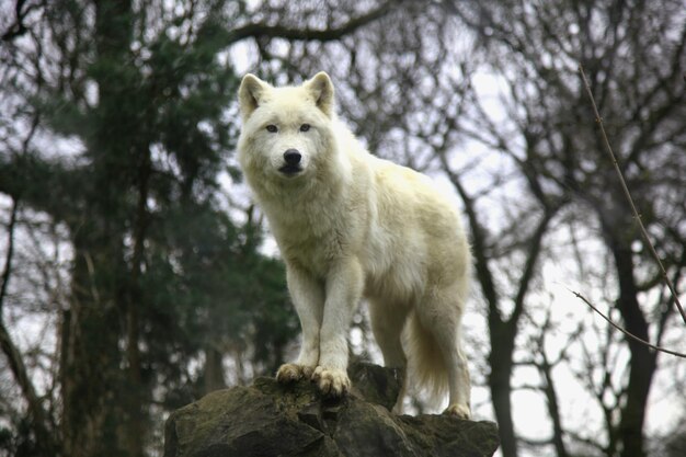 Foto porträt von schafen, die im wald stehen