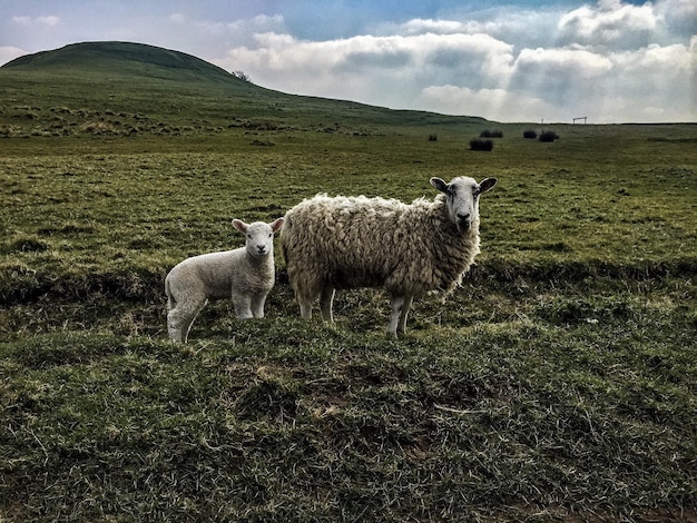Porträt von Schafen mit Lamm auf einer grasbewachsenen Landschaft gegen den Himmel