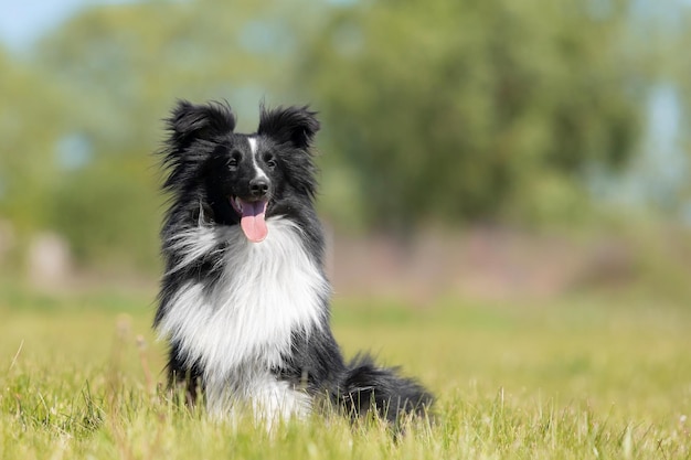 Foto porträt von shetland-schafhund hund auf grünem gras