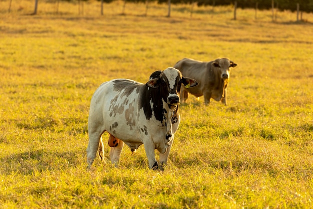 Porträt von Stier und Kühen auf der Weide bei Sonnenuntergang