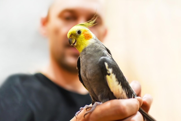 Porträt von süßer Papagei-Nahaufnahme Der Corella-Papagei sitzt auf der Seite seines Besitzers, selektiver Fokus