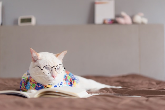 Porträt von tragenden Gläsern der weißen Katze und von Lesebuch
