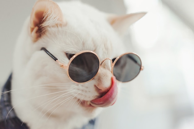 Porträt von tragenden Gläsern der weißen Katze
