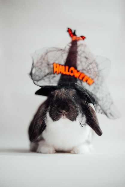 Porträt von ute lop eared zwergkaninchen mit halloween-hut auf weißem hintergrund