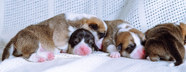 Porträt von vier süßen Welpen des Hundepembroke-Walisercorgi, der träumt, in verschiedenen Posen auf weißem Baumwollplaid zu schlafen