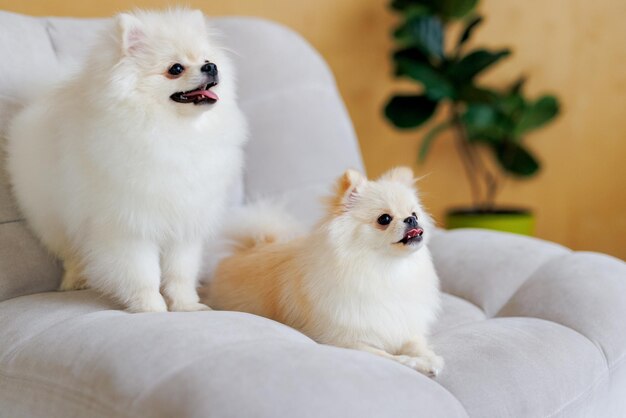 Porträt von weißen, glücklich lächelnden Hunden der Rasse Spitz