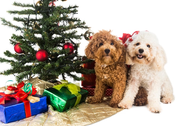 Porträt von Welpen mit Geschenken und Weihnachtsbaum auf weißem Hintergrund