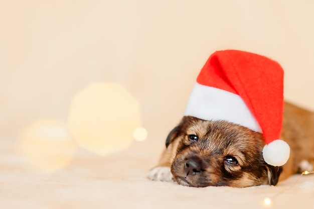 Foto porträt von welpen mit weihnachtsmann-hut auf beigem hintergrund mit bokeh hautnah