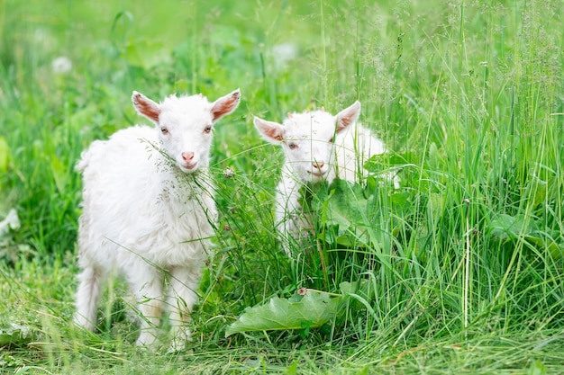 Porträt von Ziegenbabys auf der grünen Wiese
