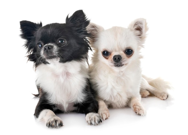 Porträt von zwei Hunden auf weißem Hintergrund