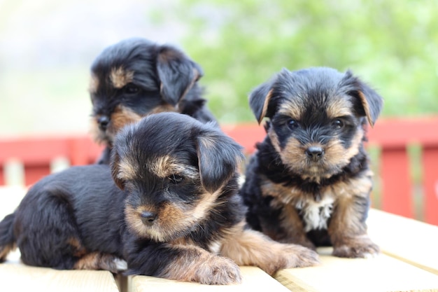 Porträt von zwei Hunden
