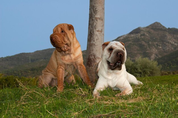 Porträt von zwei reinrassigen Shar Pei-Hunden auf dem Gebiet mit blauem Himmelshintergrund