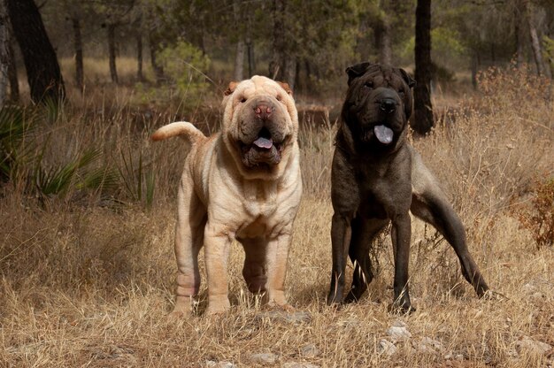 Porträt von zwei reinrassigen Shar Pei-Hunden auf dem Gebiet mit blauem Himmelshintergrund