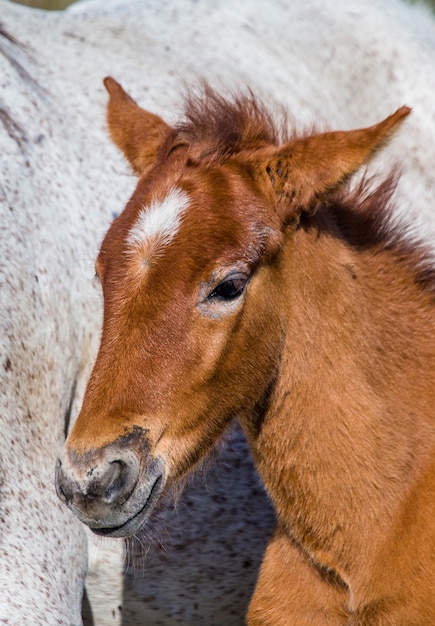 Porträt Weißes Camargue-Pferdefohlen