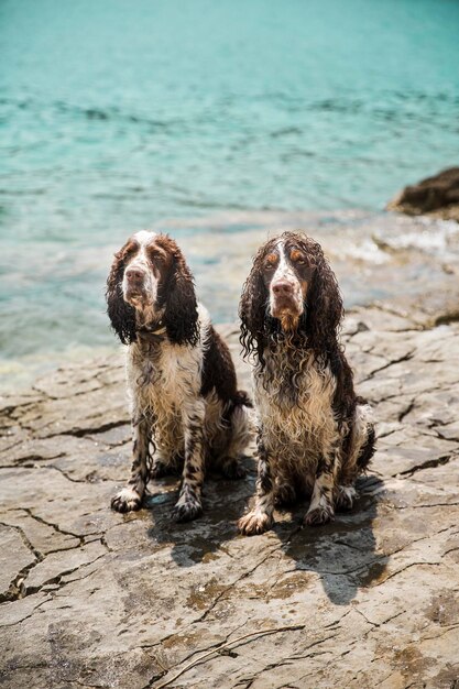 Porträt zweier nasser English Springer Spaniels