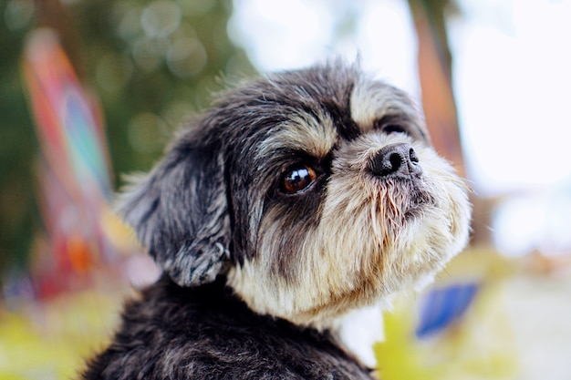 Porträtgesicht Shihtzu-Hund, der mit Unschärfehintergrund schaut