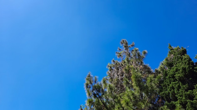 Porträthintergrund des blauen Himmels mit Kiefern in der Stadt Bandung Indonesien