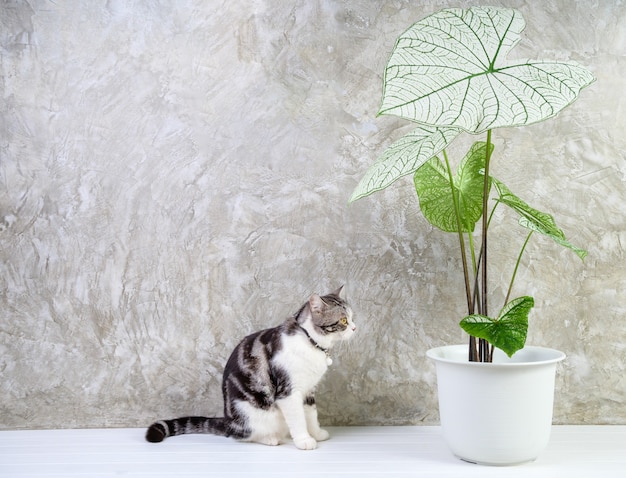 Porträtkatze auf Holztisch mit luftreinigenden Zimmerpflanzen Caladium Bicolor Vent, Araceae, Engelsflügel, Elefantenohr in weißem Topfzementwandhintergrund