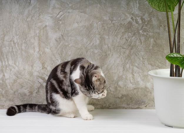 Porträtkatze auf Holztisch mit luftreinigenden Zimmerpflanzen Caladium Bicolor Vent, Araceae, Engelsflügel, Elefantenohr in weißem Topfzementwandhintergrund