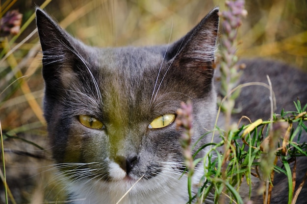 Porträtkatze in grauer und weißer Färbung, die unter hohem Gras sitzt