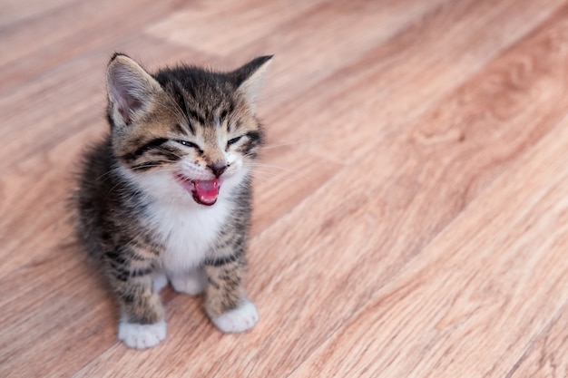 Porträtkatze miaut auf Holzboden Kätzchen, das auf Nahrung wartet. Kleine gestreifte Katze, die auf Holz sitzt