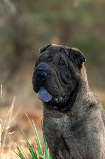 Porträtkopf des reinrassigen shar-pei-hundes auf dem gebiet mit blauem himmelhintergrund