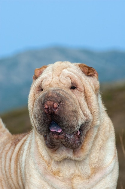 Porträtkopf des reinrassigen shar-pei-hundes auf dem gebiet mit blauem himmelhintergrund