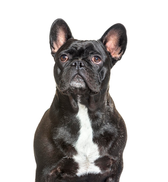 Foto porträtkopfschuss eines französischen bulldogs, der isoliert auf