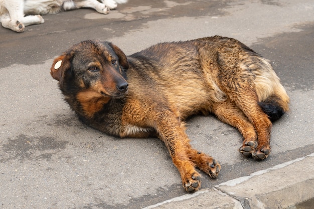 Porträts eines obdachlosen Hundes auf dem Boden des Stadtweges