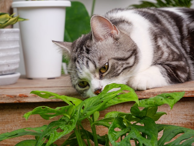 Porträts süße Katze sitzt auf Holztisch riechen Zimmerpflanzen Monstera, Philodendron selloum, Zamioculcas zamifolia, Schlangenpflanze, Fleckkäfer, Ficus Lyrata, Gummipflanze, Kaktus im Weißrauminnenraum