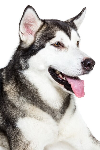 Portrait Alaskan Malamute, isoliert auf weiss. Nahaufnahme