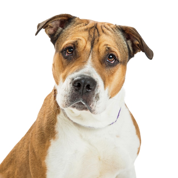 Portrait Aufmerksamer Pitbull-Hund auf Weiß